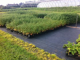 Ground cover MyPecks VICONA 2.10x100 m
