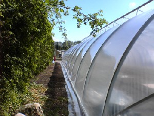 Greenhouse foil Scandinavian Class Sun Saver Clear 5 Pro 180micron 12 m wide in any length price/12m/running meter