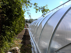 Greenhouse foil Scandinavian Class Sun Saver Clear 5 Pro 180micron 6.5m wide in any length, price/6.5m/running meter